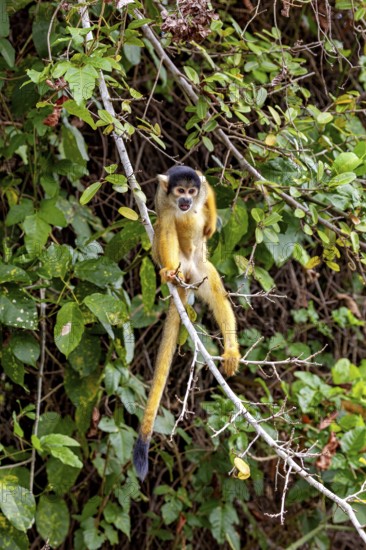 A monkey balances on a branch in the middle of a lush green jungle, curious and attentive, The Black-capped squirrel monkey (Saimiri boliviensis) in the pampas swamps of Bolivia