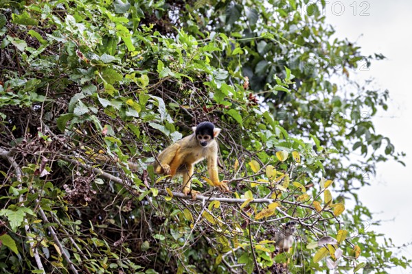 A small monkey sits on a branch in the dense green jungle, surrounded by lush foliage, The Black-capped squirrel monkey (Saimiri boliviensis) in the pampas swamps of Bolivia