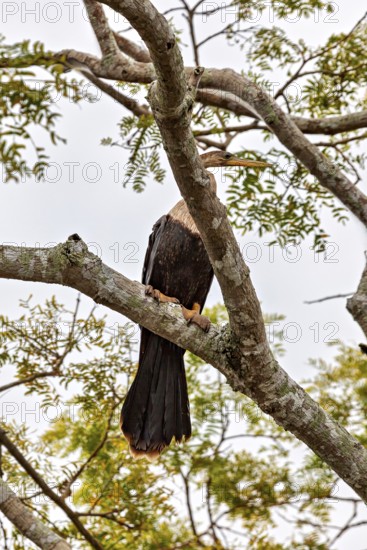 A bird sits on a branch, surrounded by green foliage and a bright sky in the background, The American Darter (Anhinga anhinga) in the pampas swamps of Bolivia