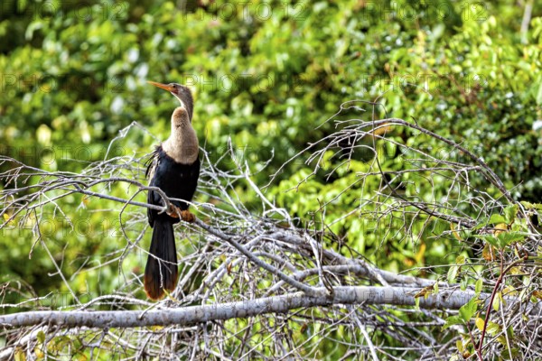A bird resting on a branch against a background of dense green foliage, The American Darter (Anhinga anhinga) in the pampas swamps of Bolivia