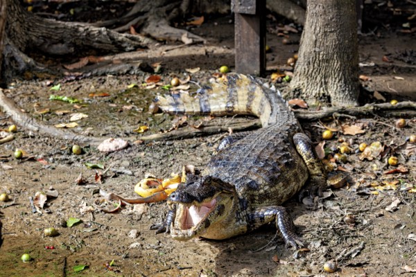 A crocodile lies on a forest floor with foliage and shade, The black caiman (Melanosuchus niger), also known as the black caiman, in the pampas swamps of Bolivia