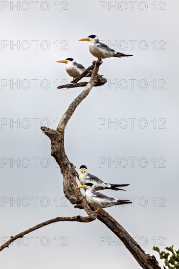 Four birds with yellow beaks on intertwined branches against a cloudy sky, the large-billed tern (Phaetusa simplex) in the pampas swamps of Bolivia