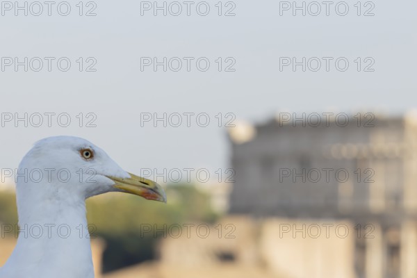 Yellow-legged gull (Larus michahellis) adult bird on an ancient city building with The Colosseum in the background, Rome, Italy