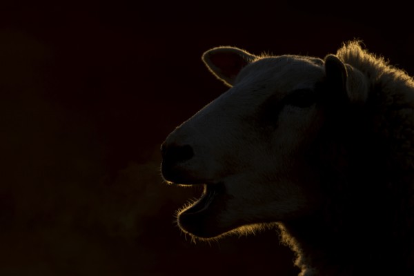 Domestic sheep (Ovis aries) adult farm animal bleeting in winter, England, United Kingdom