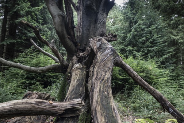 Old dying copper beech (Fagus sylvatica), Emsland, Lower Saxony, Germany
