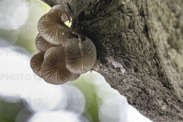 Ringed beech slime moulds (Oudemansiella mucida), Emsland, Lower Saxony, Germany