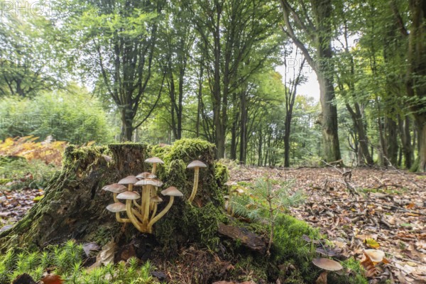 Sulphur tuft (Hypholoma fasciculare) Emsland, Lower Saxony, Germany