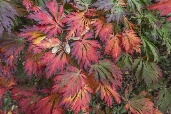 Aconite-leaved maple (Acer japonicum Aconitifolium), Emsland, Lower Saxony, Germany