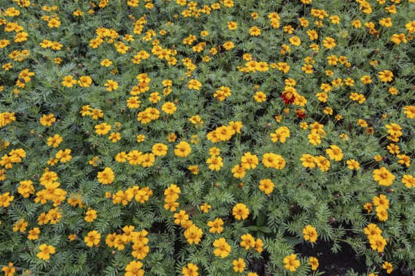 Marigolds (Tagetes), Emsland, Lower Saxony, Germany