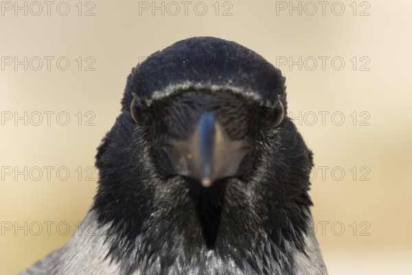 Hooded crow (Corvus cornix) adult bird head portrait, Rome, Italy
