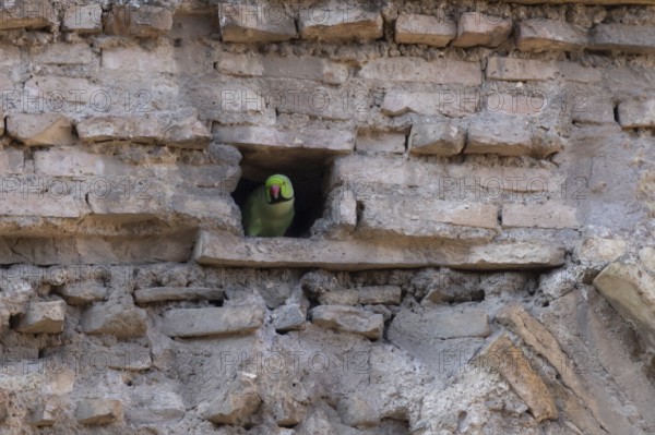 Ring-necked or Rose-ringed parakeet (Psittacula krameri) adult bird looking out of a hole in an ancient city building, Rome, Italy