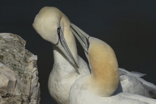 Northern gannet (Morus bassanus) two adult sea birds during their courtship love display on a cliff ledge, England, United Kingdom