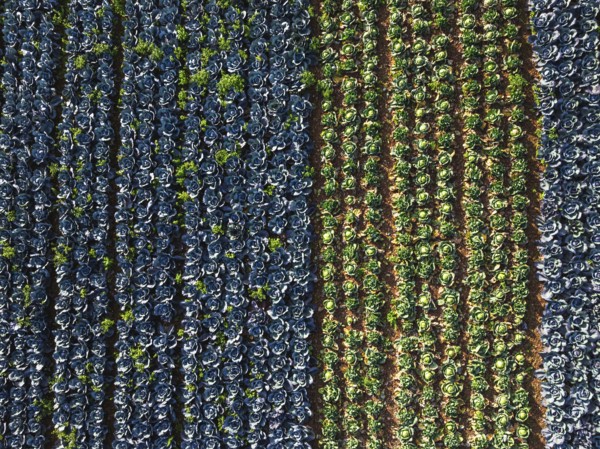 Top down view of red and green cabbage field from a drone, Devon, England, United Kingdom