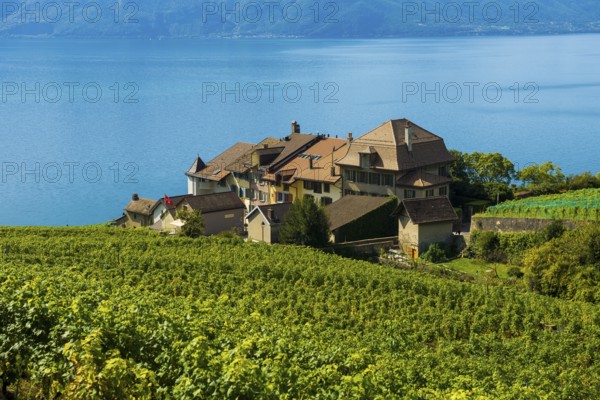 Picturesque village in the vineyards by the lake, Epesses, Lavaux, UNESCO World Heritage Site, Lake Geneva, Lac Léman, Canton of Vaud, Switzerland