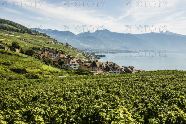 Picturesque village in the vineyards by the lake, Rivaz, Lavaux, UNESCO World Heritage Site, Lake Geneva, Lac Léman, Canton of Vaud, Switzerland