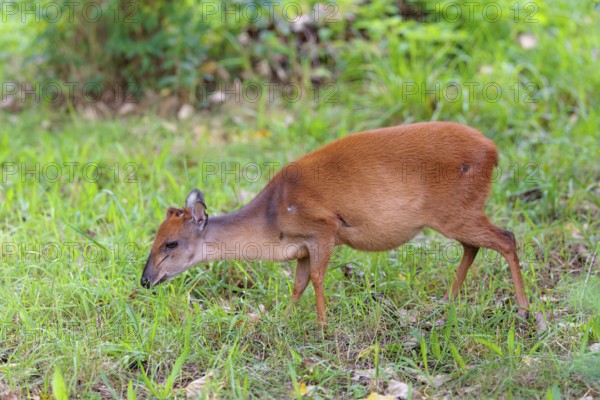 A female Red Forest Duiker (Cephalophus natalensis) stands in a green meadow, eating grass and herbs. Southeastern Africa