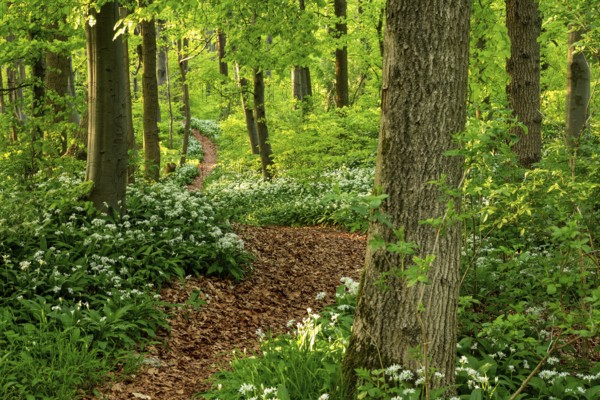Winding forest path through an idyllic, light-flooded beech forest with wild garlic in bloom in spring, Ith, Weserbergland, Lower Saxony, Germany