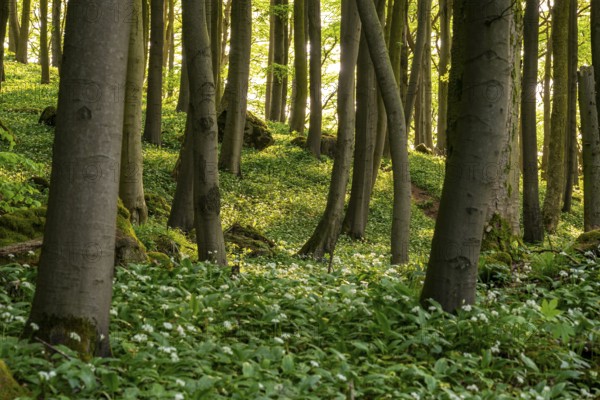 The light of the sun shines in an idyllic beech forest in spring with lush green wild garlic on the ground, Naturwald Saubrink-Oberberg, Ith, Weserbergland, Lower Saxony, Germany