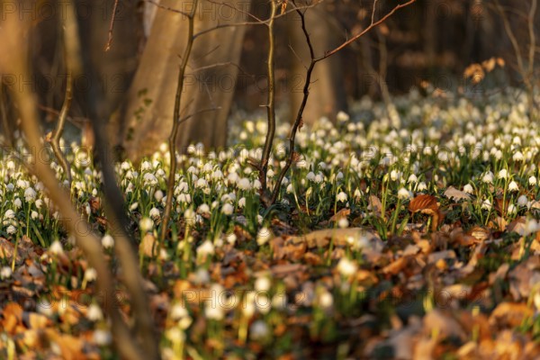 Close-up of spring knotweed (Leucojum vernum) in the forest, also known as marzenbecher, in picturesque evening light at flowering time in spring, Schweineberg nature reserve, Hameln, Lower Saxony, Germany
