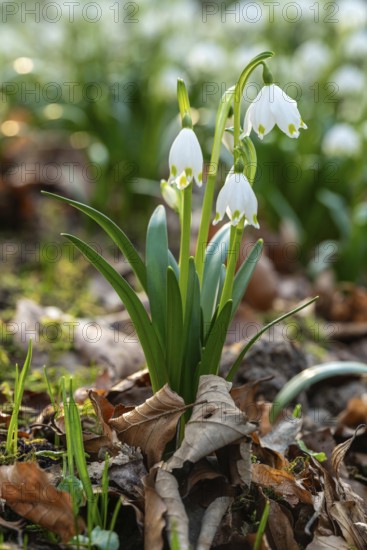 Close-up of spring knotweed (Leucojum vernum) in the forest, also known as marzenbecher, in picturesque evening light at flowering time in spring, Schweineberg nature reserve, Hameln, Lower Saxony, Germany