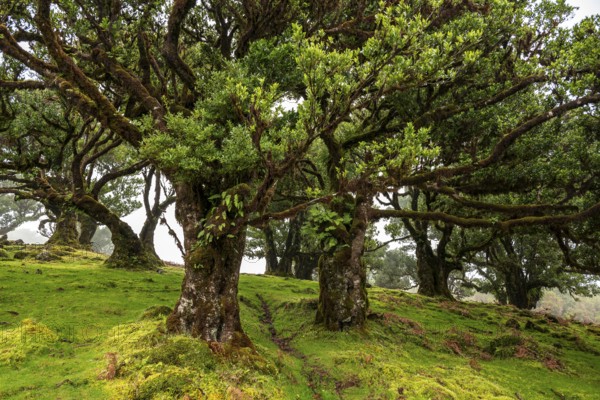 Moss-covered steps on a hiking trail along the Levada do Moinho, lined with primeval forest with ferns and other tropical plants, Laurisilva laurel forest, Madeira, Portugal
