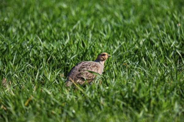 Grey partridge (Perdix perdix) Germany