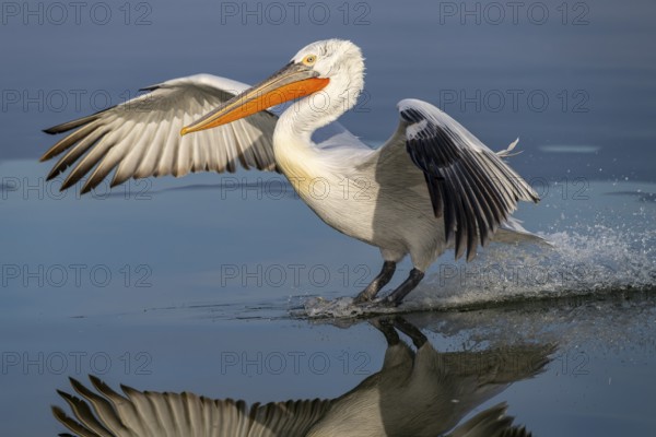 Dalmatian Pelican (Pelecanus crispus), Dalmatian Pelican, landing, long exposure, Lake Kerkini, Greece