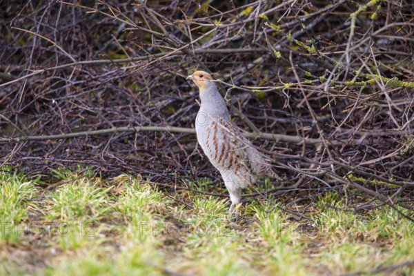 Grey partridge (Perdix perdix) Germany