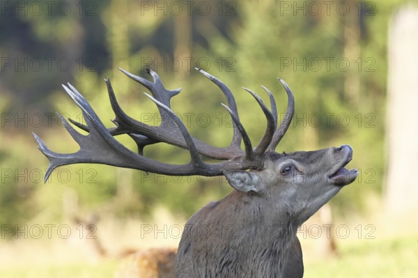 Red deer (Cervus elaphus) during the rutting season, a large stag roaring in a forest clearing, animal portrait, wildlife, autumn, Sauerland, North Rhine-Westphalia, Germany