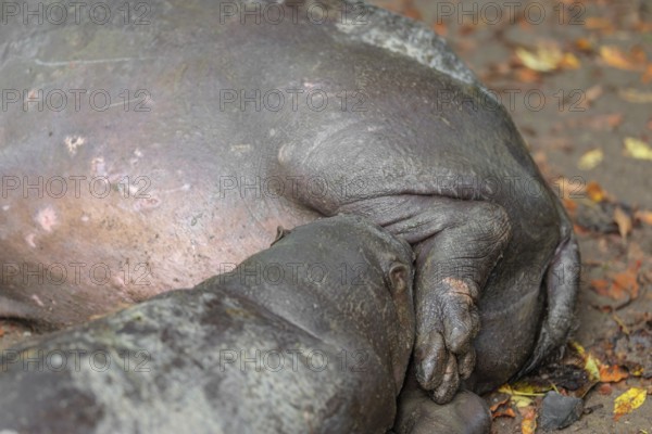 A female pygmy hippopotamus (Choeropsis liberiensis) nurses its calf. Liberia, West-Afrika