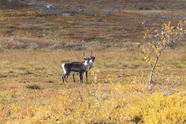 Reindeer herd at Abisko National Park in the colourful autumn of Lapland below Lapporten, Cuonjávággi