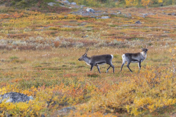 Reindeer herd at Abisko National Park in the colourful autumn of Lapland below Lapporten, Cuonjávággi