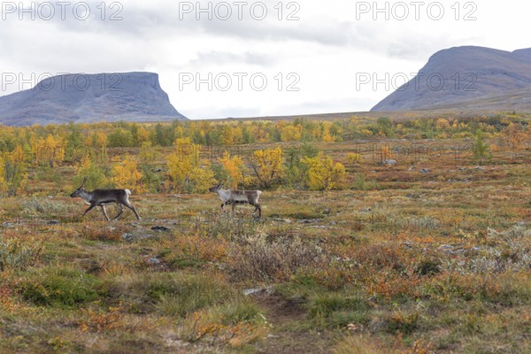 Reindeer herd at Abisko National Park in the colourful autumn of Lapland below Lapporten, Cuonjávággi