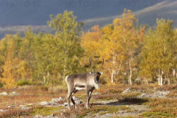 Reindeer at Abisko National Park in the colourful autumn of Lapland below Lapporten, Cuonjávággi