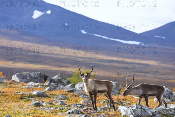 Reindeer herd at Abisko National Park in the colourful autumn of Lapland below Lapporten, Cuonjávággi
