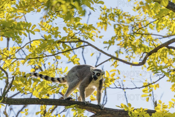 A ring-tailed lemur (Lemur catta) runs across a branch high up in a tree against the light on a sunny day. Southern and southwestern Madagascar