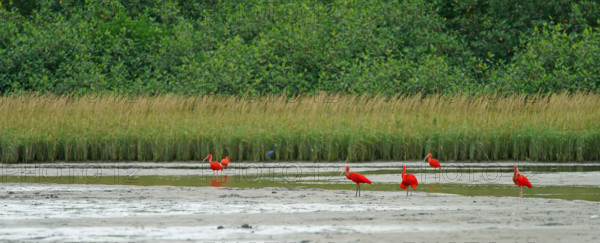 Scarlet Ibis (Eudocimus ruber), Mata Atlantica, Brazil, South America