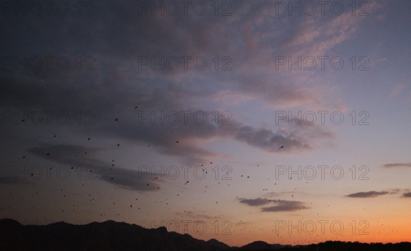 Flying foxes (Pteropodidae), Kalong Mangrove Island, Komodo National Park, Indonesia, Southeast Asia