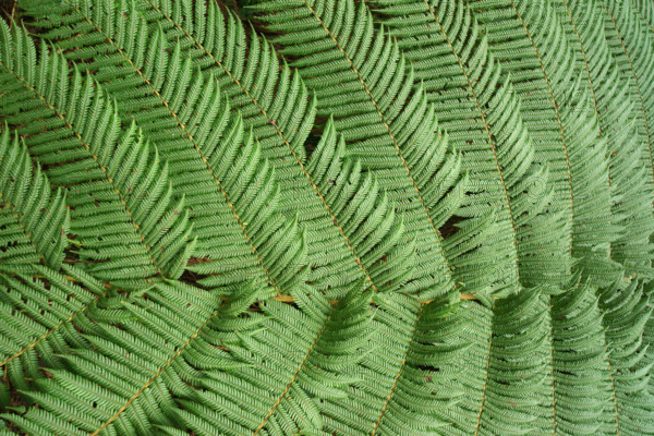 Tree fern Indonesia