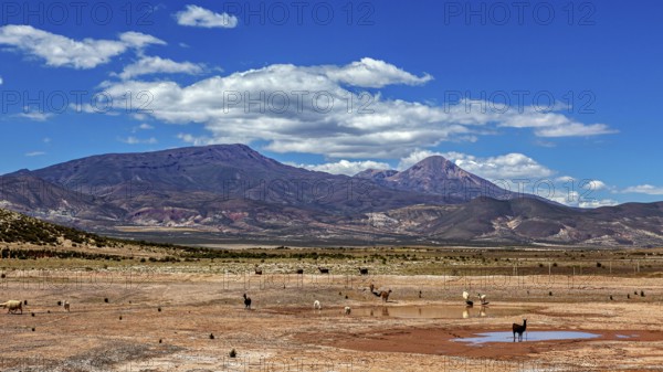 Dry desert landscape with mountains in the background and scattered grass, The landscape of the Altiplano in Bolivia