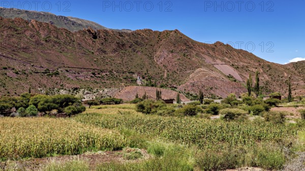 Cultivated fields in a hilly, mountainous landscape under a blue sky, The landscape of the Altiplano in Bolivia