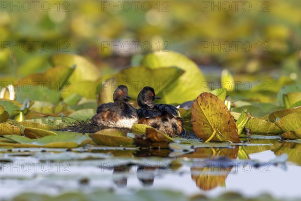 Black-necked Grebe (Podiceps nigricollis) at the nest with young, Danube Delta, Romania