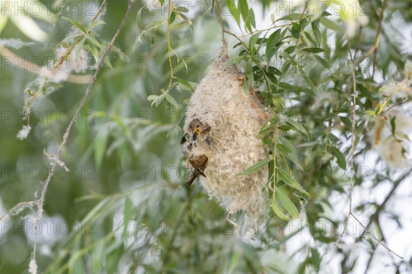 Penduline Tit (Remiz pendulinus), at the nest, feeding young bird in the nest, Danube Delta, Romania
