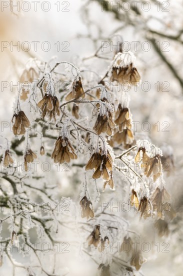 Ice crystals from roarfrost on Amur maple (Acer tataricum subsp. ginnala) seeds at sunshine in winter, Bavaria, Germany