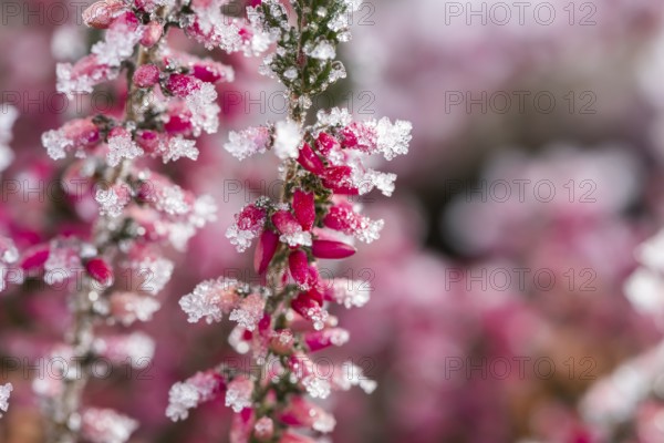 Ice crystals from roarfrost on a winter-flowering heather (Erica carnea) branch at sunshine in winter, Bavaria, Germany
