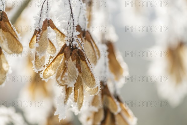 Ice crystals from roarfrost on Amur maple (Acer tataricum subsp. ginnala) seeds at sunshine in winter, Bavaria, Germany