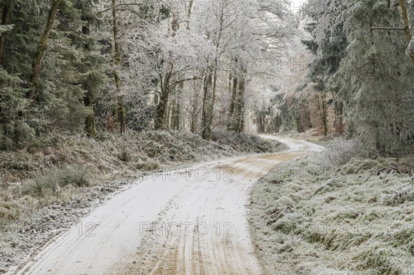 Forest road going through a mixed forest white from roarfrost on a sunny day in winter, Bavaria, Germany