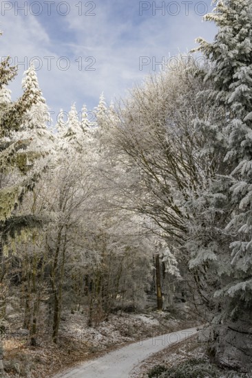 Forest road going through a mixed forest white from roarfrost on a sunny day in winter, Bavaria, Germany