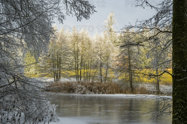 A frozen pont in a valley surrounded by a mixed forest with norway spruce (Picea abies) and European beech (Fagus sylvatica) white from roarfrost, on a sunny day in winter, Bavaria, Germany
