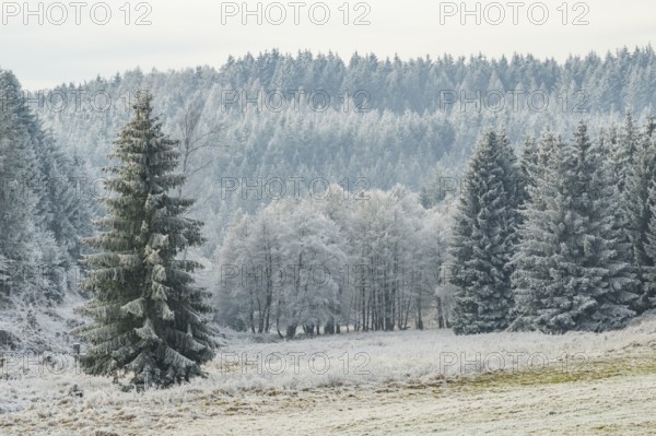 Meadow in a valley surrounded by a mixed forest with norway spruce (Picea abies) and European beech (Fagus sylvatica) white from roarfrost, on a sunny day in winter, Bavaria, Germany